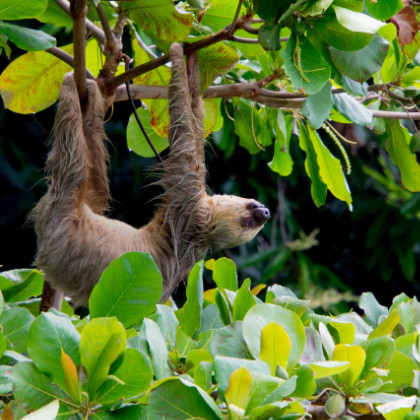 IKARUS TOURS Newsletter