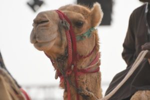 Camel Portrait. 
صور للجمل مقربة تخص مزاين الجمال في المملكة العربية السعودية