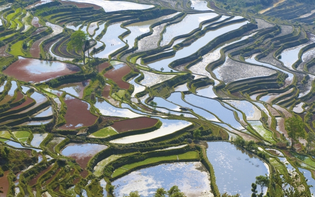 Reisterrassen soweit das Auge reicht: Kulturlandschaft in Yünnan
