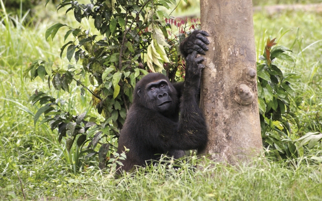 Im Reich der Flachland-Gorillas