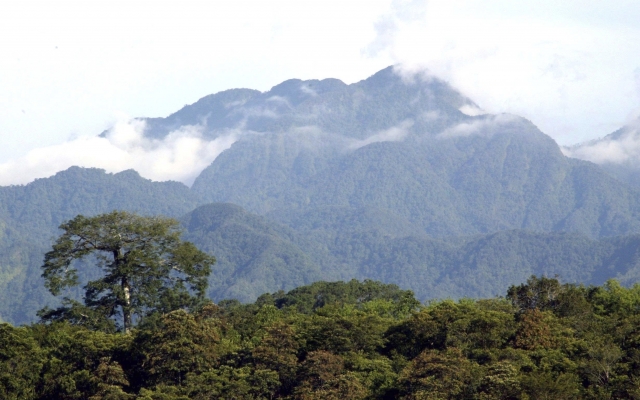 Honduras Regenwald