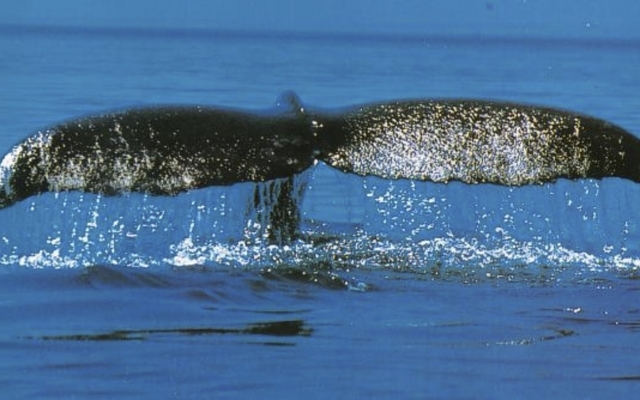 Walbeobachtung in Baja California