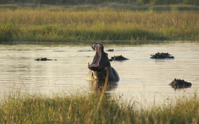 Beeindruckendes Bild von Nilpferden im Wasser