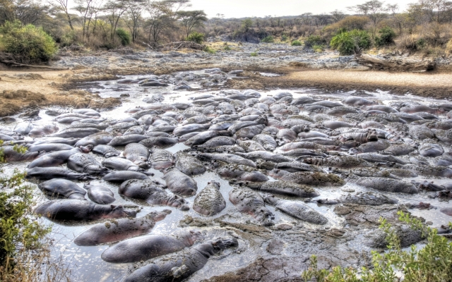 Flusspferde im fast ausgetrockneten Flussbett