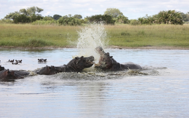Kämpfende Flusspferde