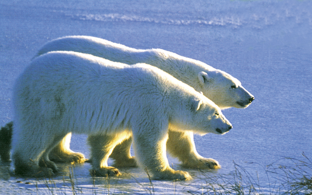 Eisbären in der Hudson Bay