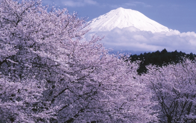 Kirschblüte am Fuß des Fuji