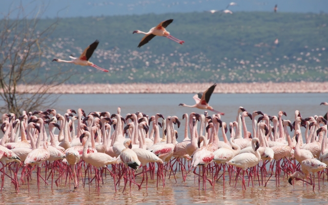 Pinkfarbene Flamingos am Seeufer