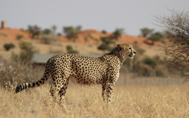 Gepard in der Kalahari