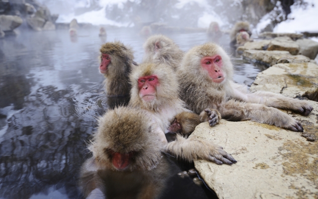 Japanische Schnee Affen