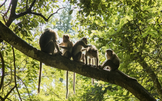Gruppe junger Affen im Periyar Nationalpark 