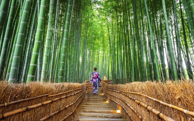 Der Bambushain von Arashiyama, Japan