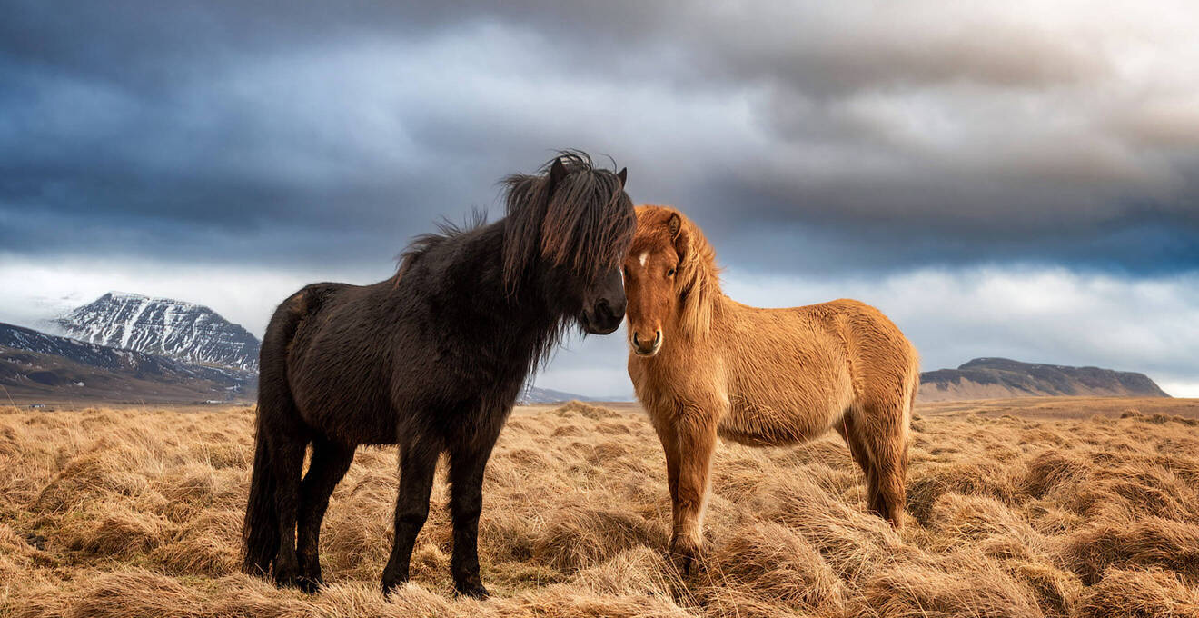 Wissenswertes über Island Reisen