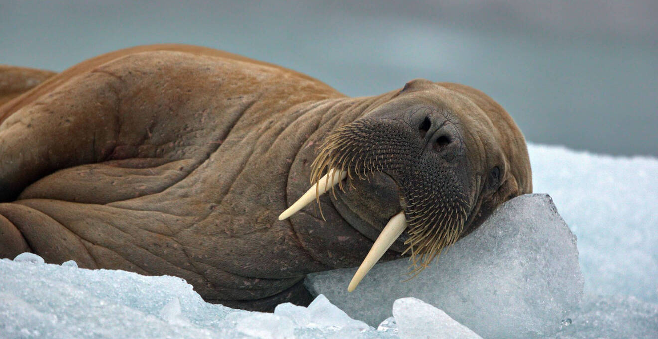  Wissenswertes über Spitzbergen Expeditionen und Kreuzfahrten