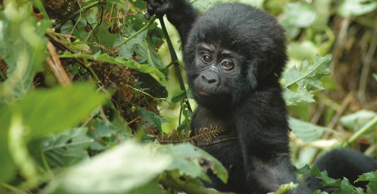 Wissenswertes über Uganda Reisen
