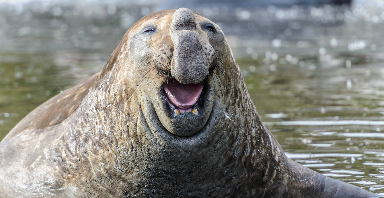 Wissenswertes über Antarktis Reisen