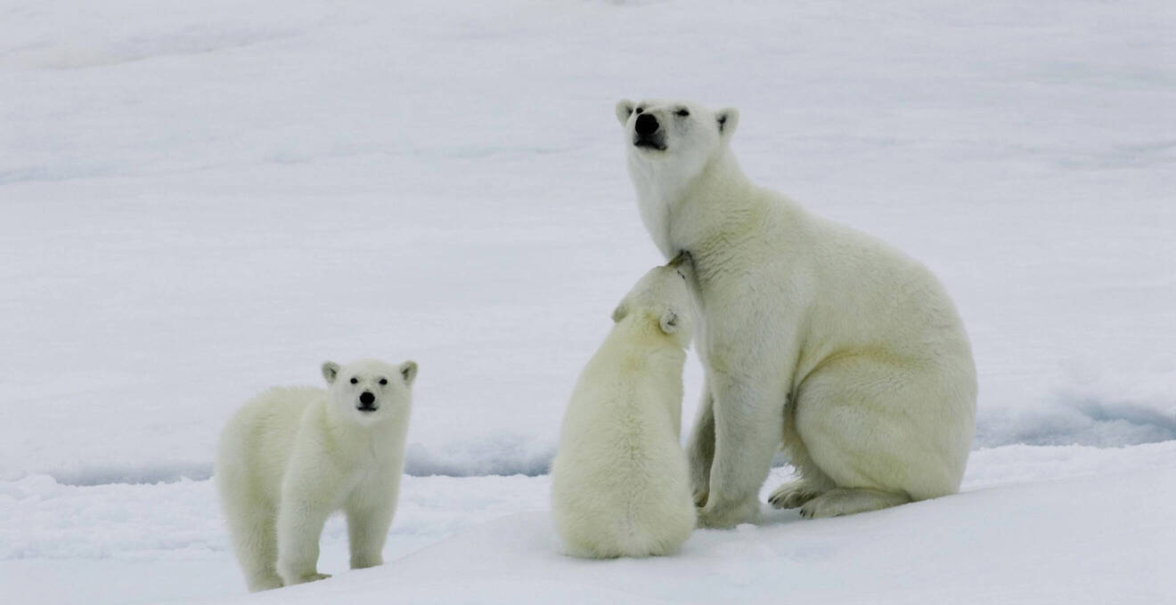 Reisehöhepunkte Arktis