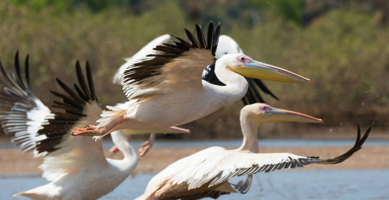 Wissenswertes über Gambia Reisen