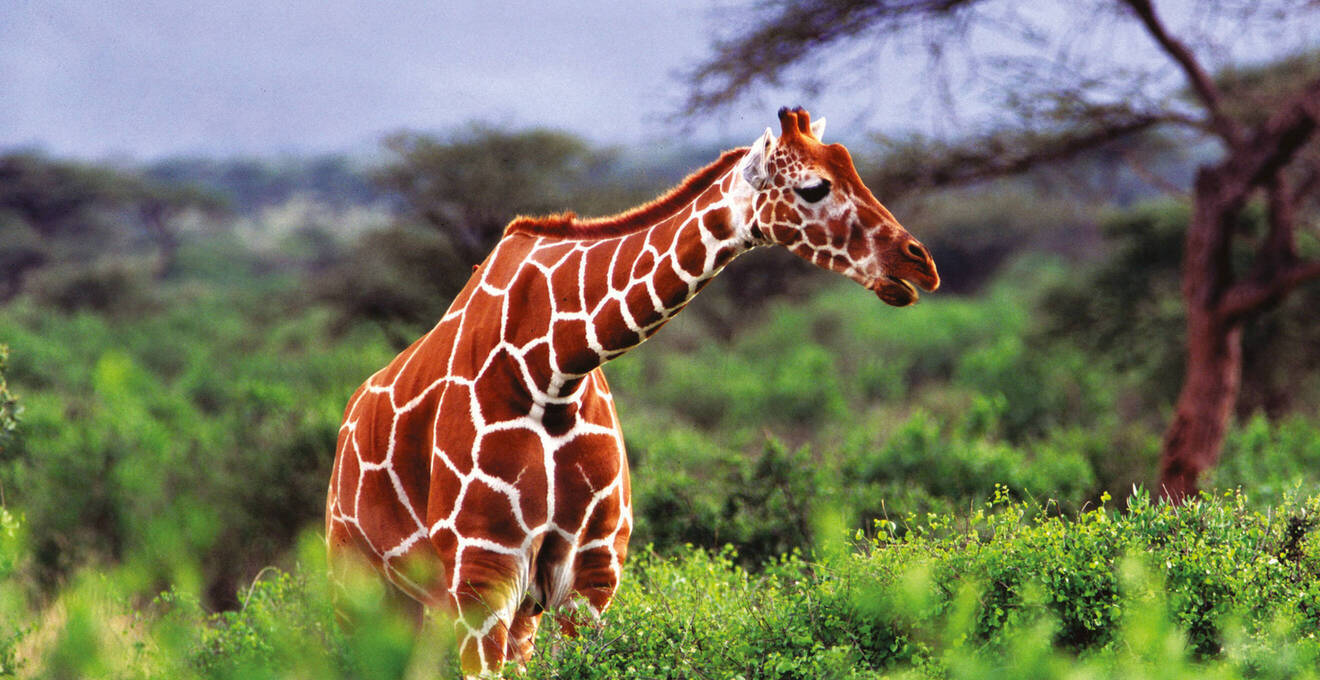 Reisehöhepunkte Kenia