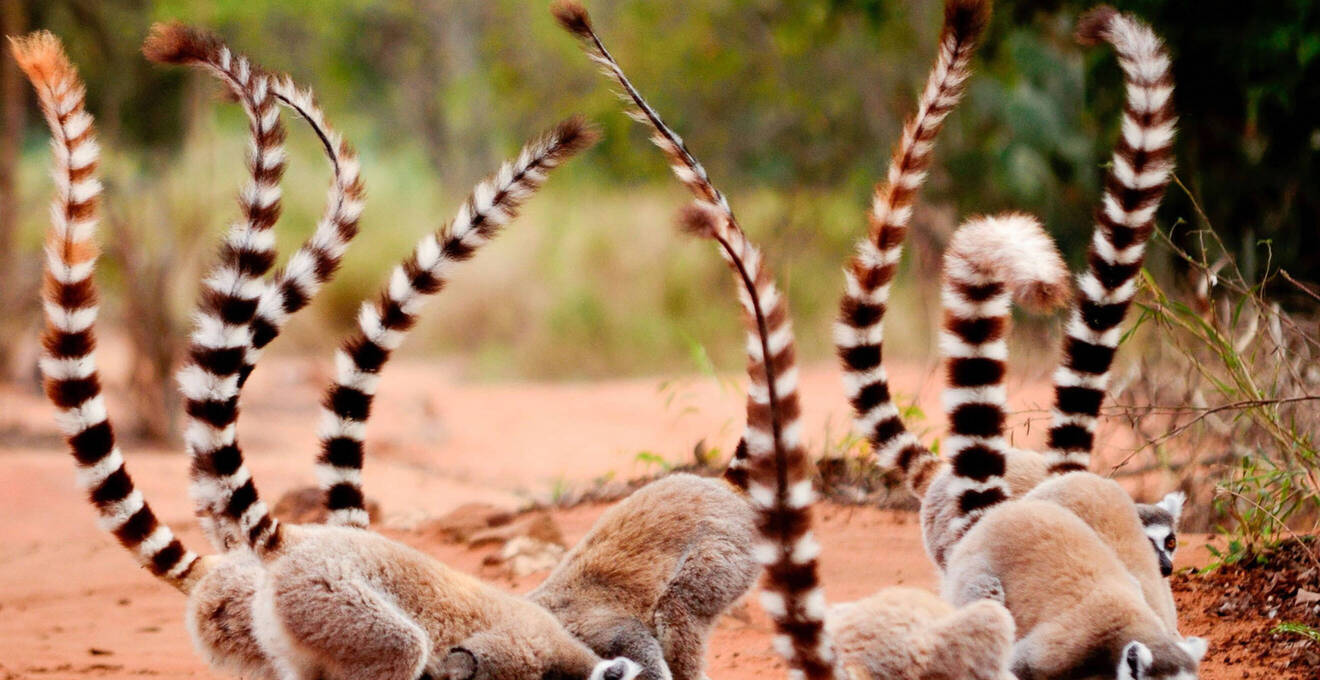 Reisehöhepunkte Madagaskar