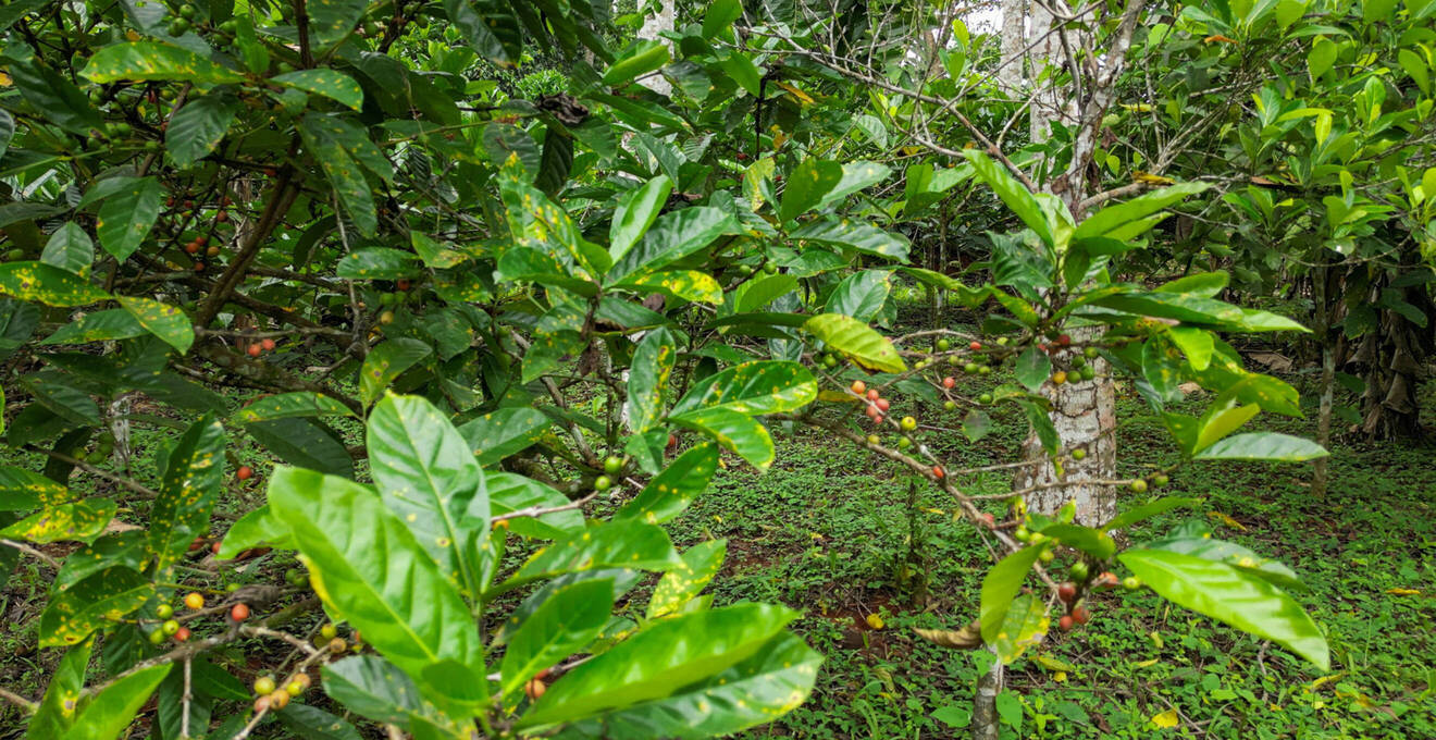 Wissenswertes über São Tomé und Príncipe Reisen
