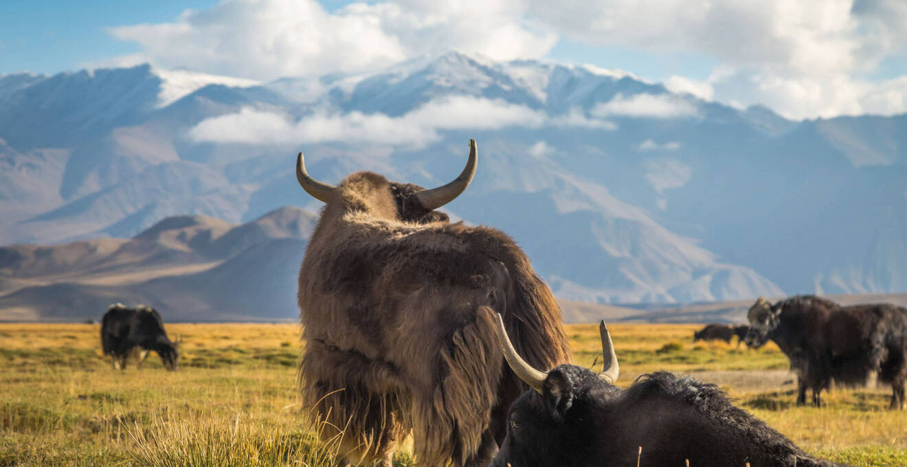 Wissenswertes über Bhutan Reisen