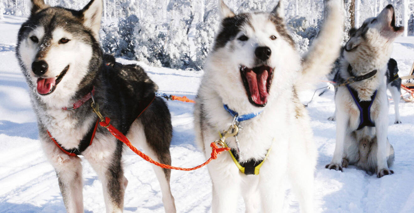 Reisehöhepunkte Finnland