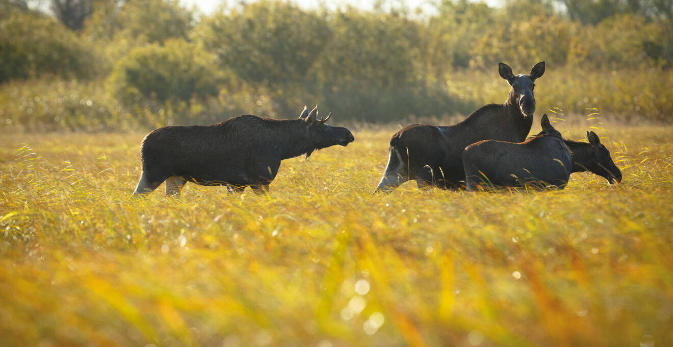 Wissenswertes über Estland Reisen