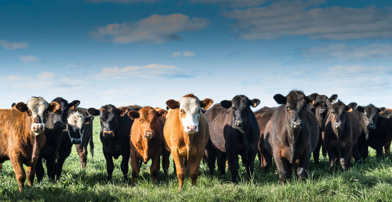 Wissenswertes über Uruguay Reisen