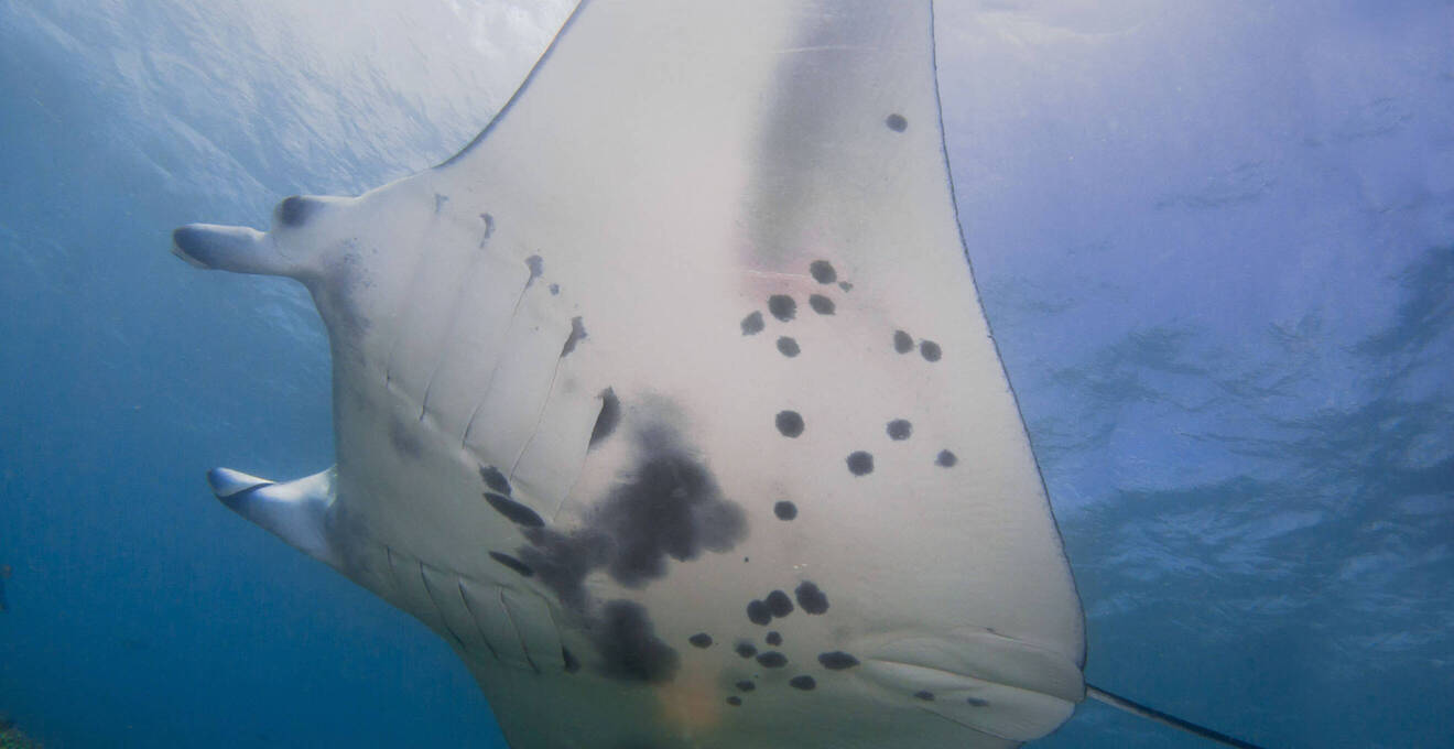 Wissenswertes über Mikronesien Reisen