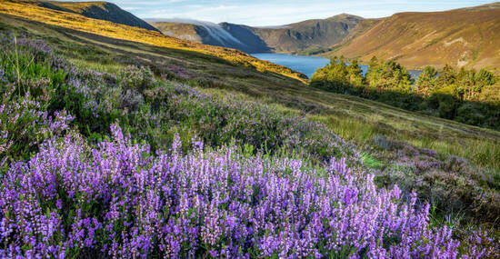 © KrzysztofPawel - stock.adobe.com