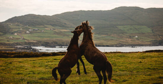 © Henriette - stock.adobe.com