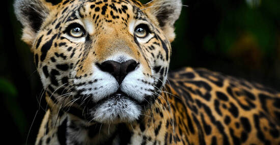 © Ludovic - stock.adobe.com