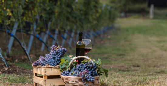 © Daniele Zenoni/Wirestock Creators - stock.adobe.com