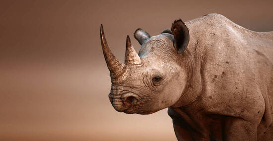 © JohanSwanepoel - stock.adobe.com