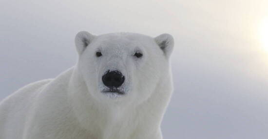 © ARCTIC KINGDOM/David Briggs