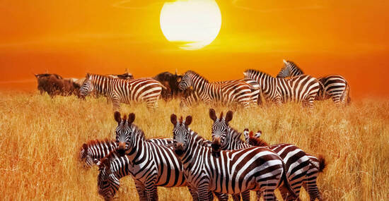 ©delbars - stock.adobe.com