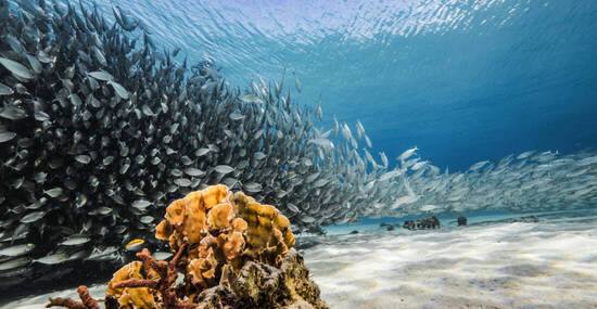 © 2019 NaturePicsFilms - Kühnast & Kühnast GbR