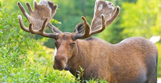 © wildnerdpix - Fotolia