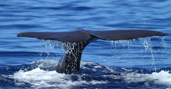 ©Geza Farkas - stock.adobe.com