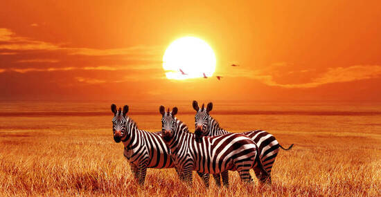 © delbars - stock.adobe.com