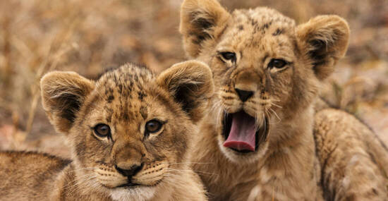 © NFSR - stock.adobe.com