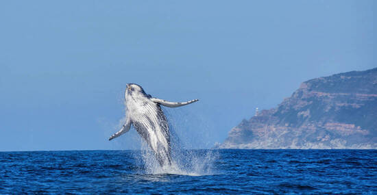 © Cathy Withers-Clarke - stock.adobe.com