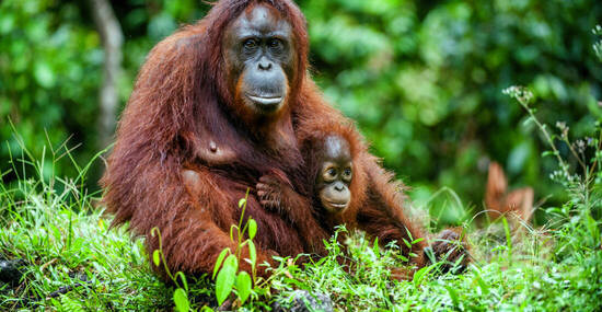 © Uryadnikov Sergey - stock.adobe.com