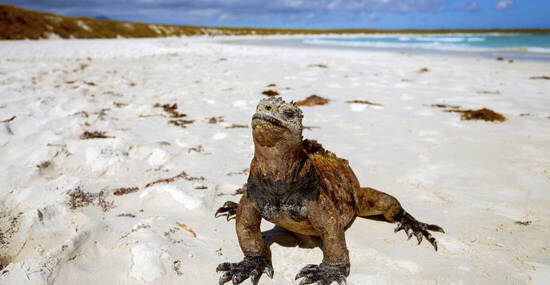 © PantherMedia / sunsinger