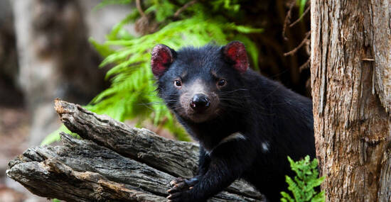 © Dave - stock.adobe.com