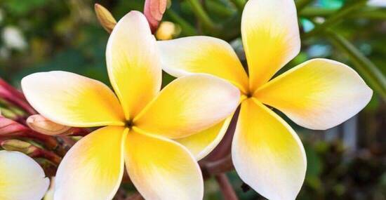 © amnachphoto - Fotolia