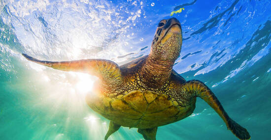 ©shanemyersphoto - stock.adobe.com