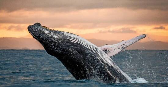 © gudkovandrey - stock.adobe.com