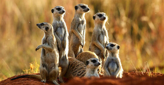 © Kim - stock.adobe.com